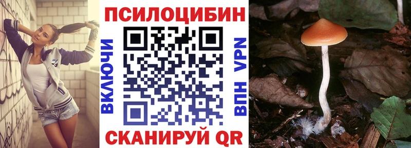 Купить  Дмитриев  Псилоцибиновые грибы Psilocybe 